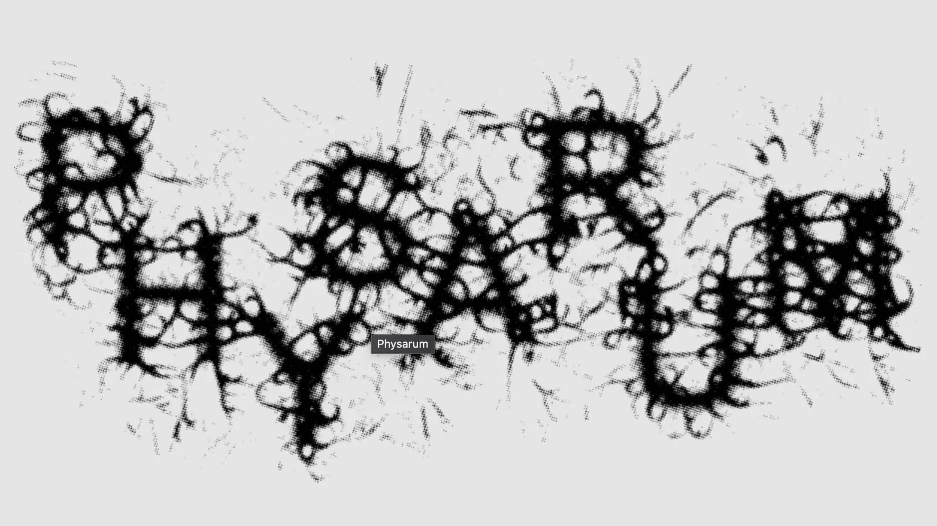 Physarum 1.3 模拟有机生物绒泡菌霉变增长动画破解版下载 | MacPJ - 最新Mac软件与游戏破解版资源下载