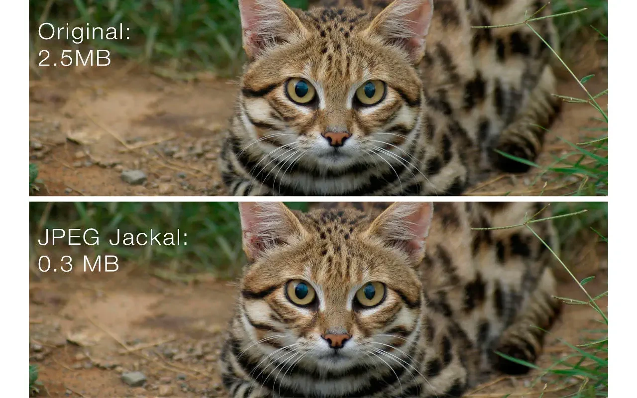 图片[1]破解版下载 | JPEG Jackal 3.1.0 高效图像优化工具 - MacPJ - 最新Mac软件与游戏破解版资源下载破解版下载 | MacPJ - 最新Mac软件与游戏破解版资源下载