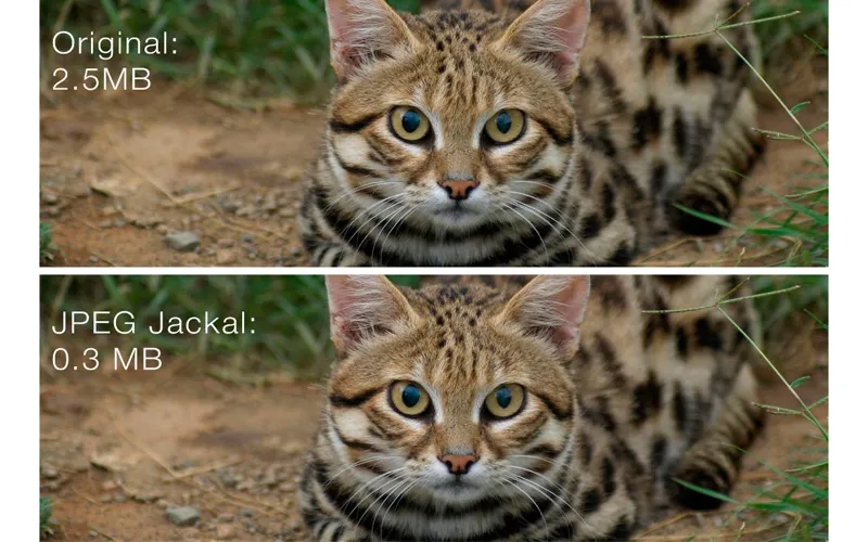 图片[1]破解版下载 | JPEG Jackal PRO 3.1 高效压缩图片工具 - MacPJ - 最新Mac软件与游戏破解版资源下载破解版下载 | MacPJ - 最新Mac软件与游戏破解版资源下载